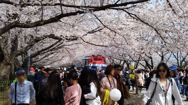 慶和駅桜通り（桜並木）の風景